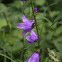 Nettle-leaved bellflower