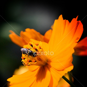 Simbiosys by Christian Lukman - Flowers Flowers in the Wild