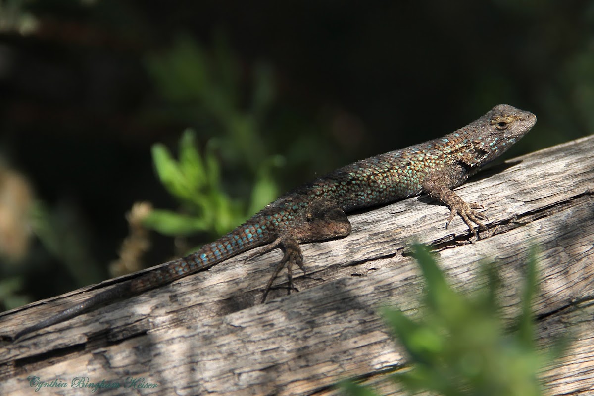 (Male) Great Basin Fence Lizard