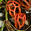 Crabpot Stinkhorn