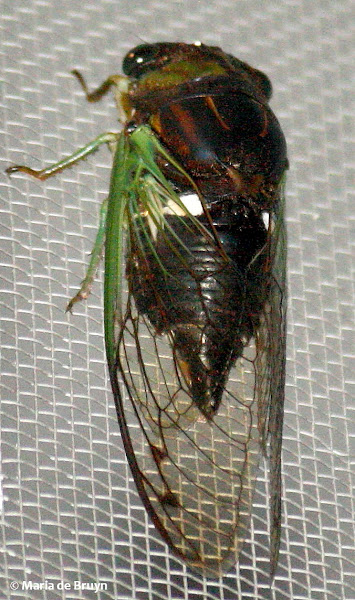 Swamp Cicada Project Noah