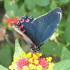 White-crescent Swallowtail