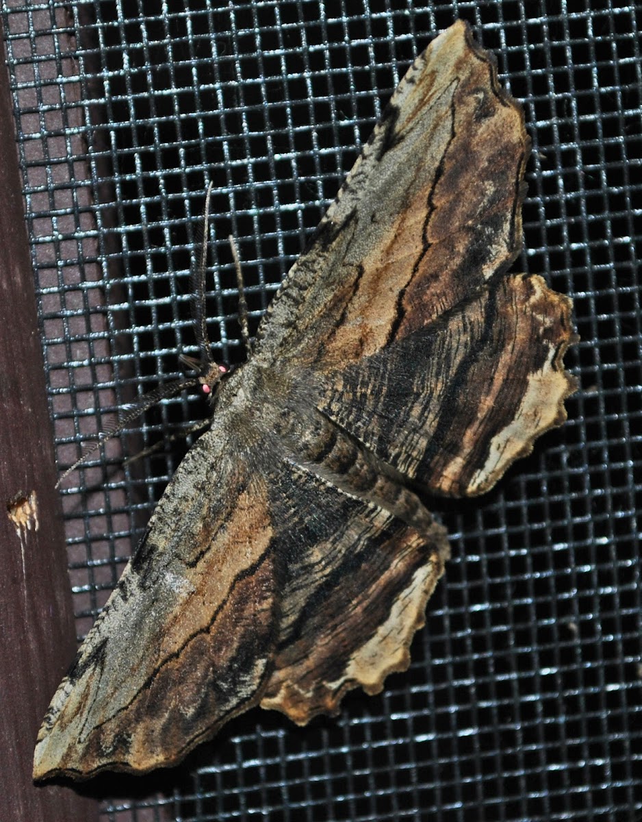 Common Lytrosis Moth