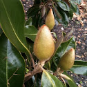 Magnolia Tree Bloom