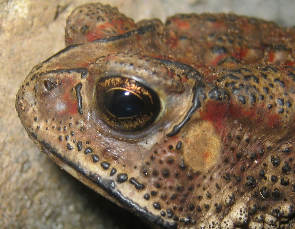 Indian spectacled toad