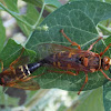 Eastern Cicada Killers(mating)