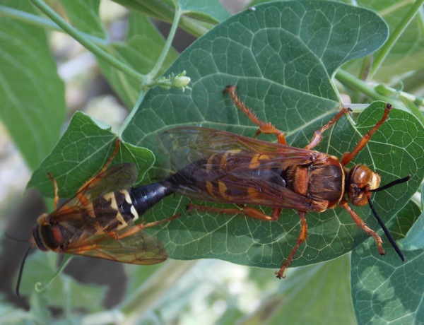 Eastern Cicada Killers(mating)