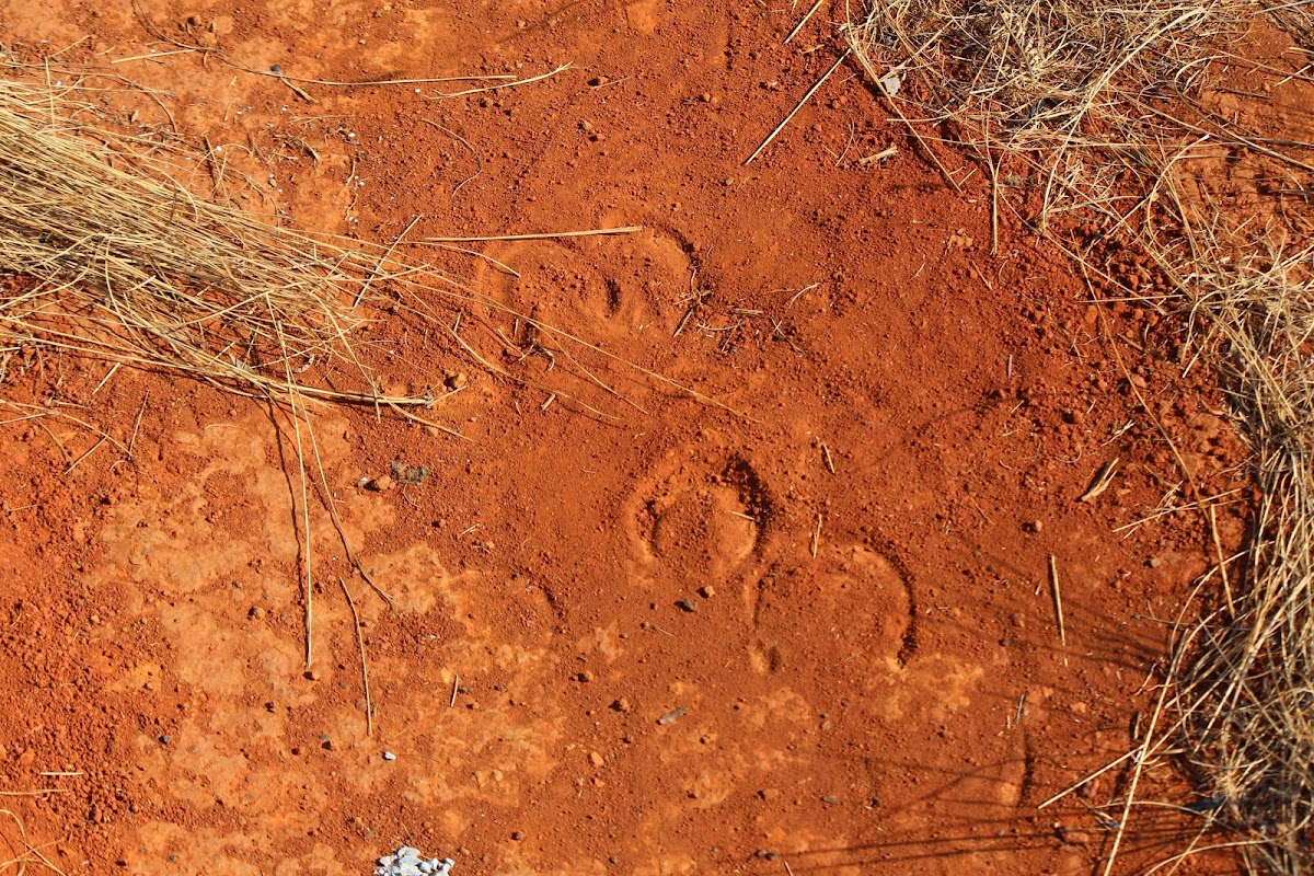 zebra footprint