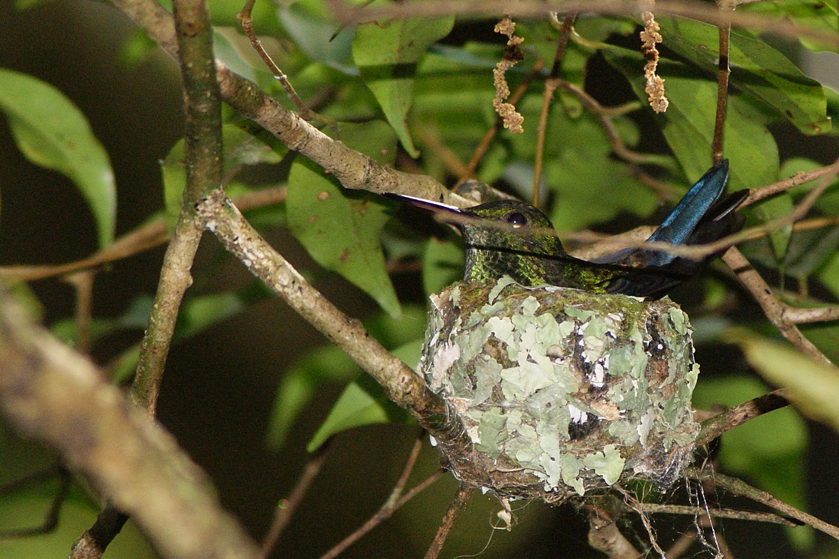 Hummingbird nesting
