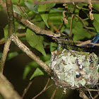 Hummingbird nesting