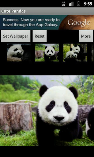 免費下載攝影APP|Cute Pandas wallpaper app開箱文|APP開箱王