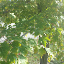 Maple Tree