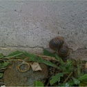 Brown Garden Snail (Cantareus asperu)?
