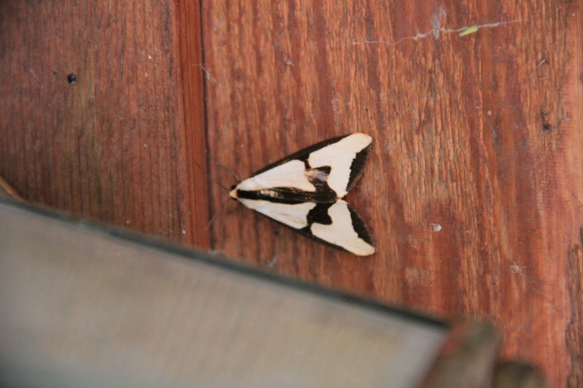 Clymene Moth