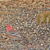 Pine Grosbeak and Red Squirrel