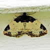 White-Ribboned Carpet Moth