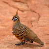 Spinifex pigeon