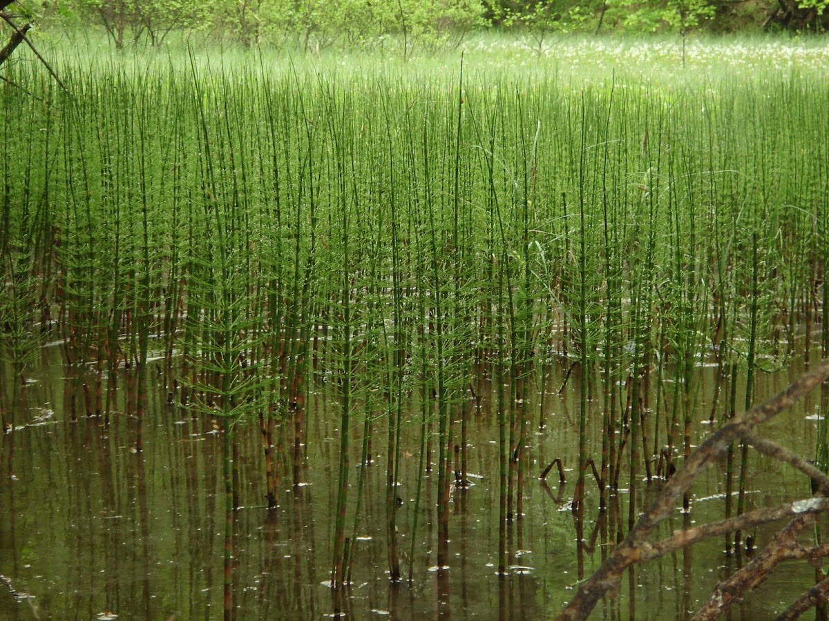 Horsetail