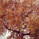 Yellow Birch Tree