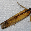 Pyralidae, Phycitinae