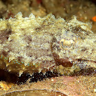 Stumpy-Spine Cuttlefish
