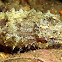 Stumpy-Spine Cuttlefish