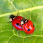 2-Spot Ladybird Beetle (mating pair)