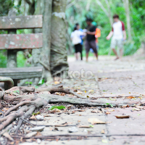 The Bench by Shahrul Izzat - Nature Up Close Trees & Bushes