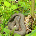 nothern water snake