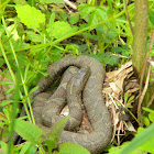 nothern water snake