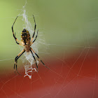 Male and Female Black and Yellow Garden Spider or Writing Spider