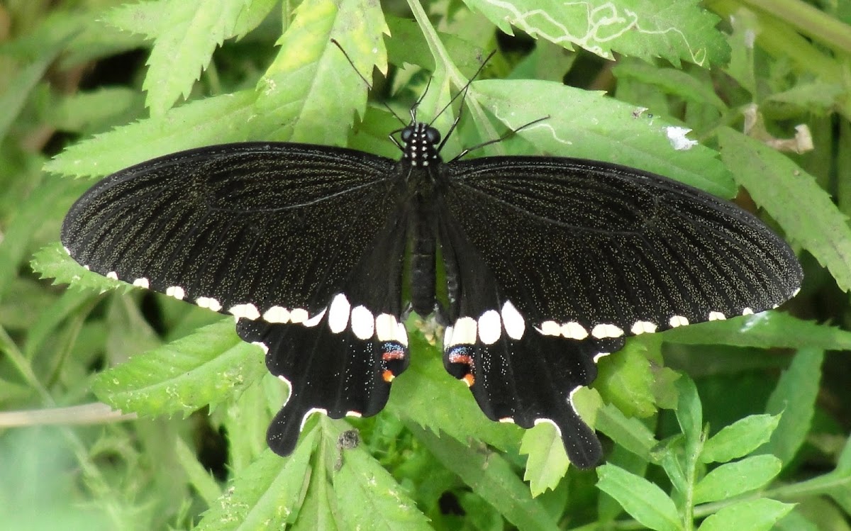 Common Mormon (Male)