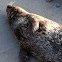 Harbor Seal