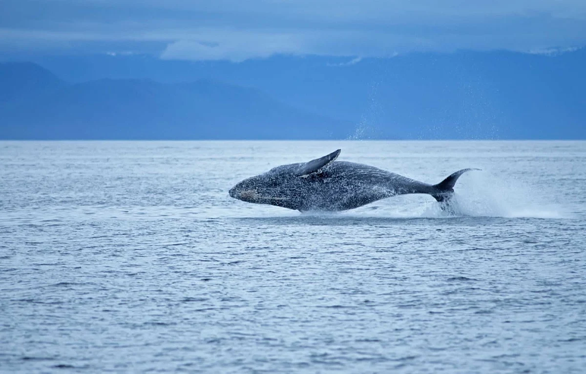 whale-leap-Glacier-Bay - A whale emerges from the water at Glacier Bay National Park, Alaska.