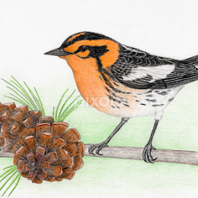 Blackburnian Warbler by Terry Sohl - Drawing All Drawing