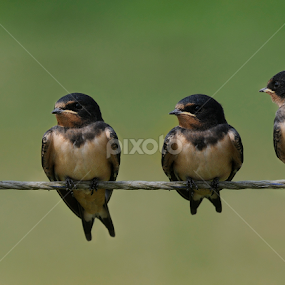 Four young Barn swallows together by Fred van Maurik - Animals Birds