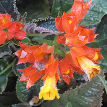 Flowers of Himalalaya