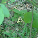 Clymene moth