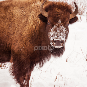 Been snorting snow by Steve Outing - Animals Other Mammals