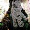 Turkey-tail polypore (Trametes versicolor)