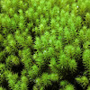Haircap Moss