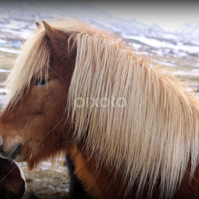 by Áslaug Stefánsdóttir - Animals Horses