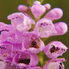 Obedient Plant