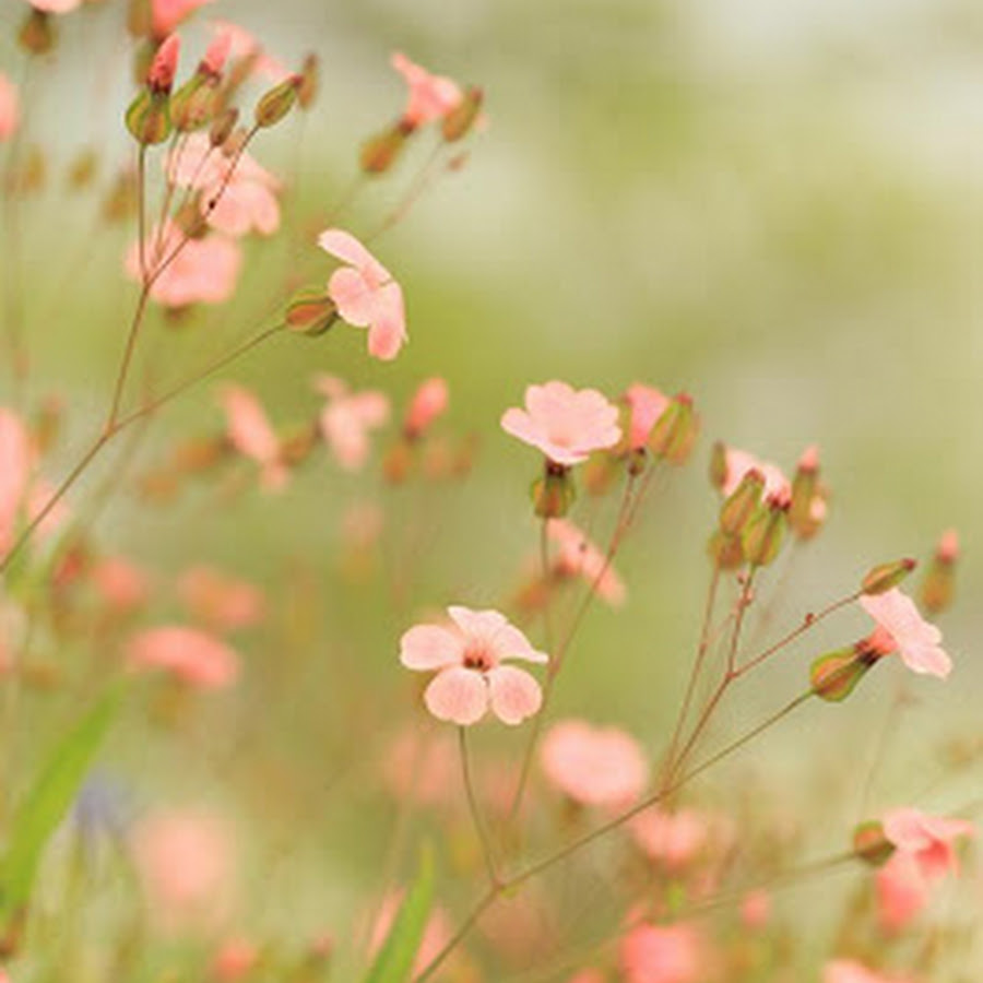 HD Free Wallpaper(Backgrounds) - Android Apps on Google Play