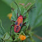 Cotton Stainer Bug nymph