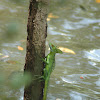 Plumed Basilisk