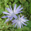 Chicory