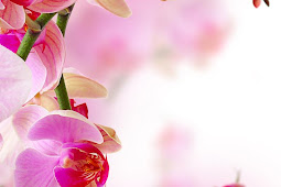 How To Care For Orchids Flower InspirationSeek.com
