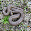 Rubber Boa