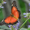 Orange Lacewing